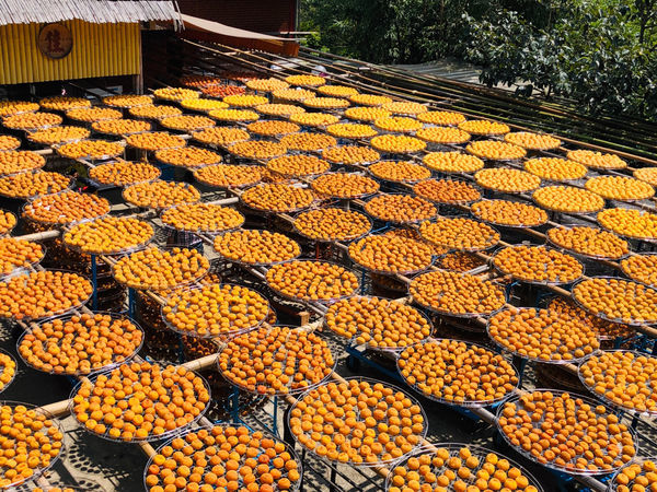 圓圓家出去玩-《新竹景點》味衛家柿餅觀光農場(免費景點)整個秋天都被橘色洗版，感受季節出門旅行就對了