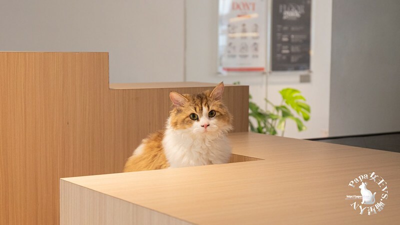 台中西屯｜咖啡  MEOW CAFE 喵屋專業咖啡 顏質兼具網美系貓咪咖啡館  貓控必訪!