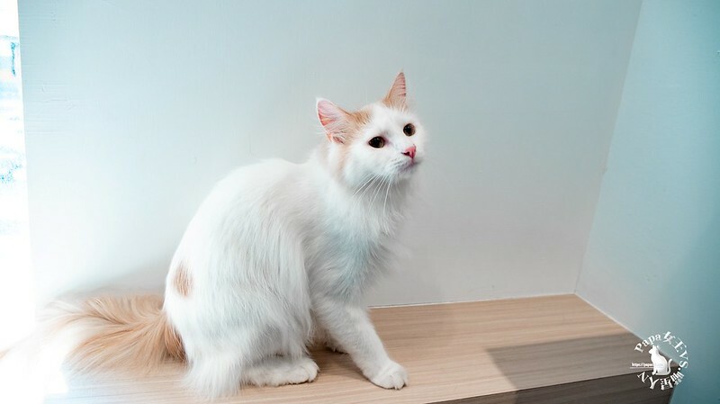 台中西屯｜咖啡  MEOW CAFE 喵屋專業咖啡 顏質兼具網美系貓咪咖啡館  貓控必訪!