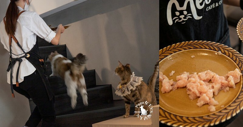 台中西屯｜咖啡  MEOW CAFE 喵屋專業咖啡 顏質兼具網美系貓咪咖啡館  貓控必訪!
