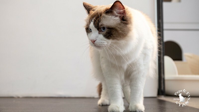 台中西屯｜咖啡  MEOW CAFE 喵屋專業咖啡 顏質兼具網美系貓咪咖啡館  貓控必訪!