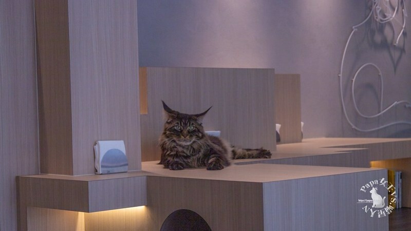 台中西屯｜咖啡  MEOW CAFE 喵屋專業咖啡 顏質兼具網美系貓咪咖啡館  貓控必訪!