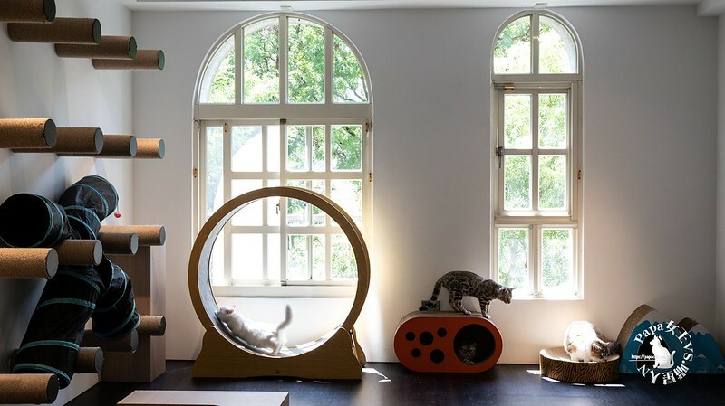 台中西屯｜咖啡  MEOW CAFE 喵屋專業咖啡 顏質兼具網美系貓咪咖啡館  貓控必訪!