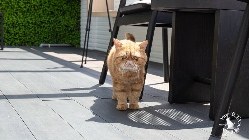 台中西屯｜咖啡  MEOW CAFE 喵屋專業咖啡 顏質兼具網美系貓咪咖啡館  貓控必訪!