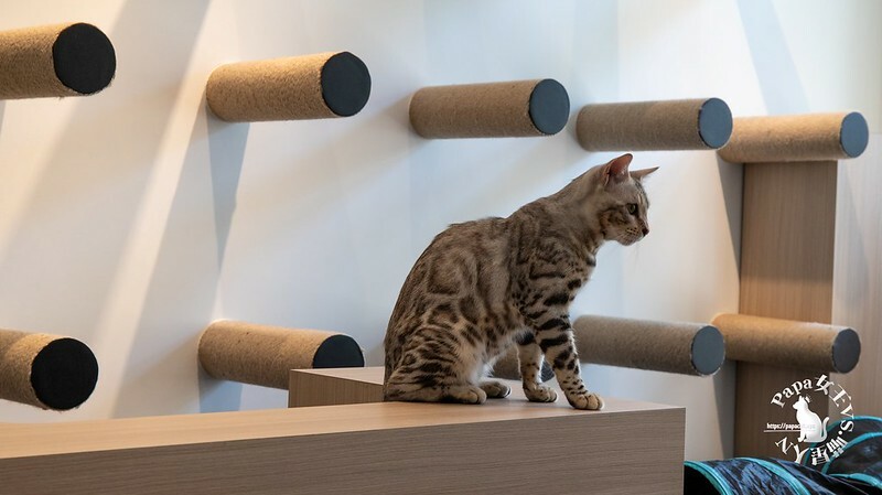 台中西屯｜咖啡  MEOW CAFE 喵屋專業咖啡 顏質兼具網美系貓咪咖啡館  貓控必訪!