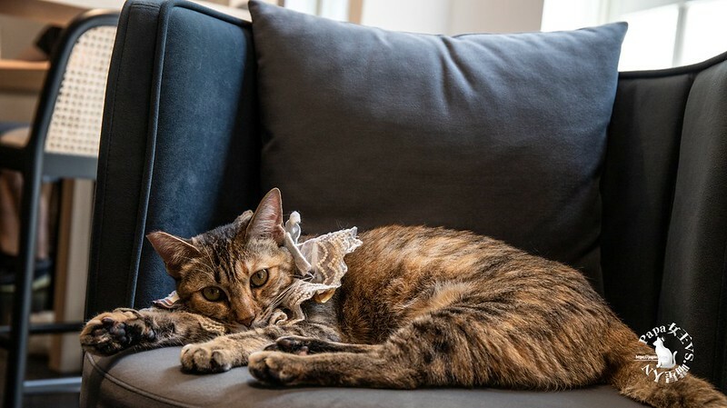 台中西屯｜咖啡  MEOW CAFE 喵屋專業咖啡 顏質兼具網美系貓咪咖啡館  貓控必訪!