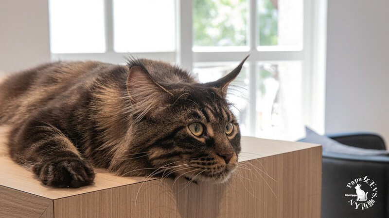 台中西屯｜咖啡  MEOW CAFE 喵屋專業咖啡 顏質兼具網美系貓咪咖啡館  貓控必訪!