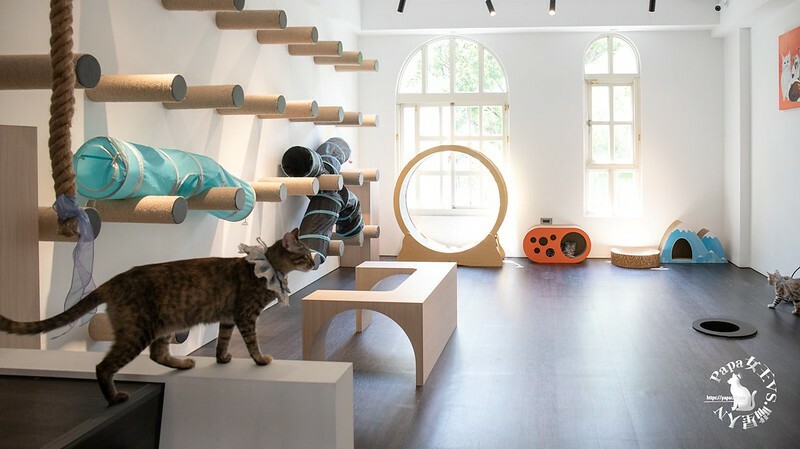 台中西屯｜咖啡  MEOW CAFE 喵屋專業咖啡 顏質兼具網美系貓咪咖啡館  貓控必訪!