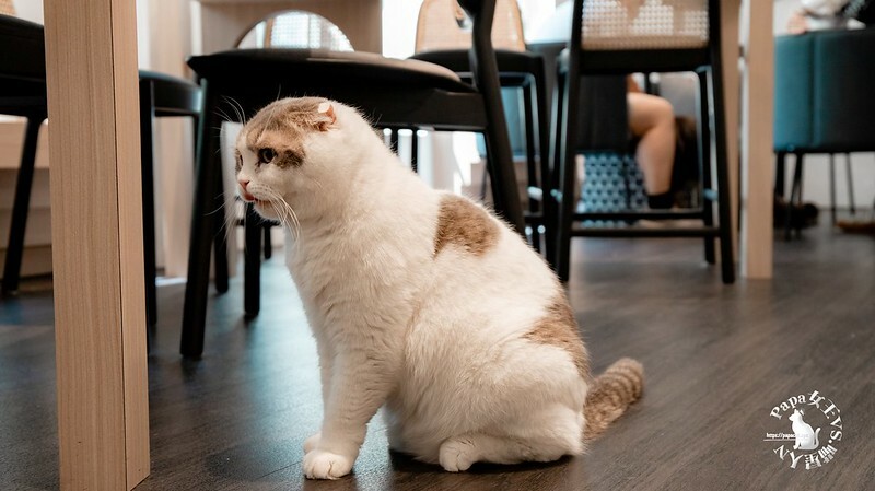 台中西屯｜咖啡  MEOW CAFE 喵屋專業咖啡 顏質兼具網美系貓咪咖啡館  貓控必訪!