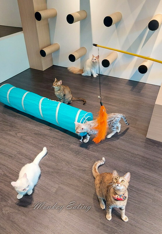 LINE_ALBUM_喵屋咖啡_220731_4