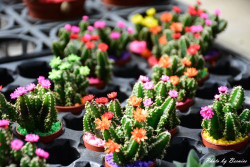 1201 6-金谷農場04.jpg