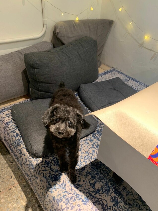 【淡水】寵物友善咖啡廳｜暇俵咖啡 超可愛茶壺太太搭配水果戚風 復古文藝咖啡廳 是畫室也是咖啡店！