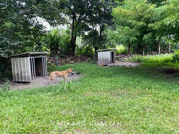 2022花蓮光復住宿 麵包樹舍B&B 網美民宿 住宿 早餐 國旅補助 麵包樹舍價格分享