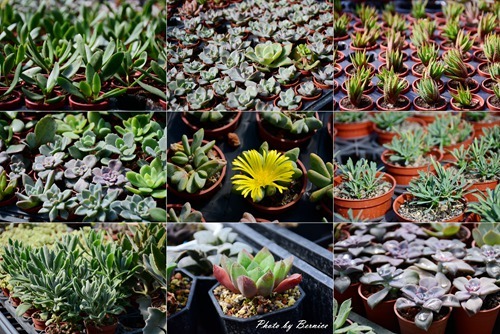 1201 2-遊新埔11.jpg