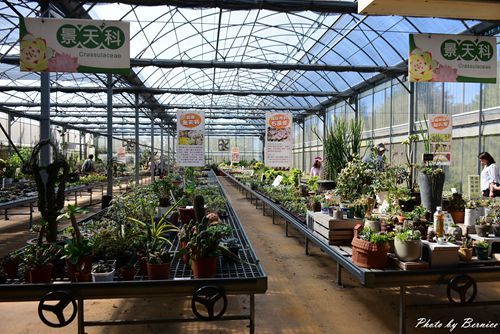 1201 4-福祥仙人掌05.jpg