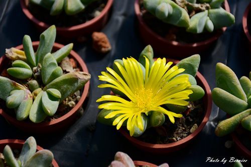 1201 4-福祥仙人掌10.jpg