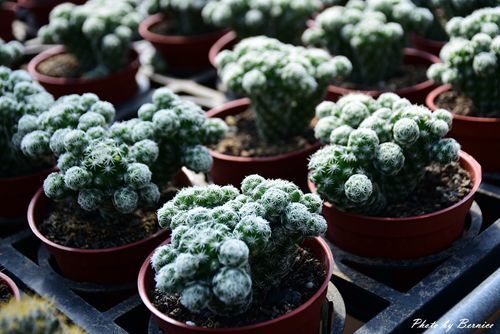 1201 4-福祥仙人掌06.jpg