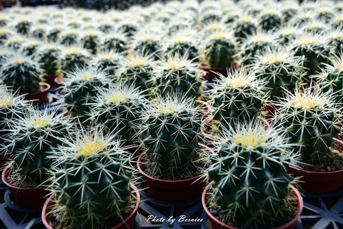 1201 4-福祥仙人掌08.jpg