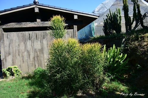 1201 4-福祥仙人掌14.jpg