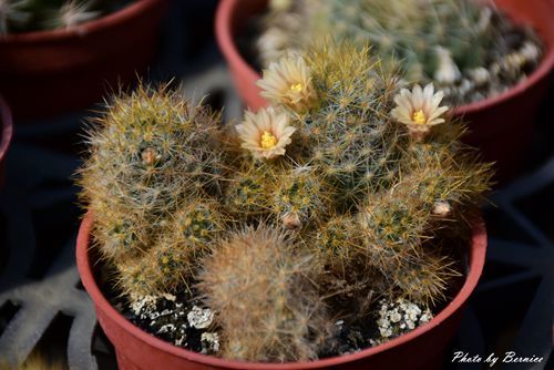 1201 4-福祥仙人掌09.jpg