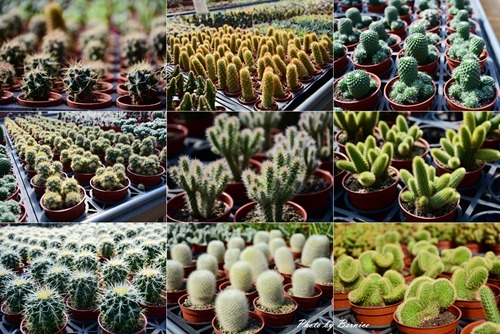 1201 2-遊新埔10.jpg