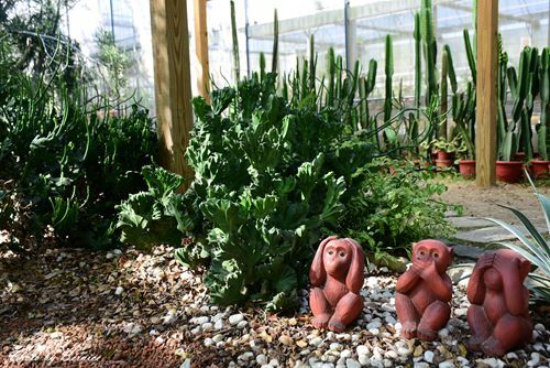 1201 4-福祥仙人掌13.jpg