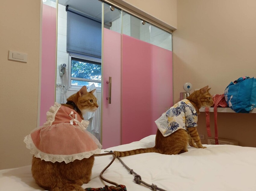 【花蓮.壽豐】蕾蜜兒花園民宿。寵物友善住宿一隻清潔費$100超佛心+近東華大學