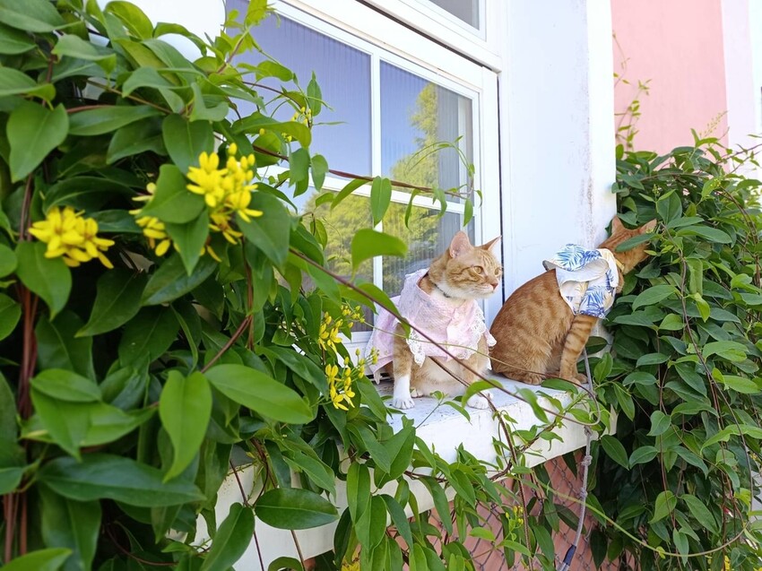 【花蓮.壽豐】蕾蜜兒花園民宿。寵物友善住宿一隻清潔費$100超佛心+近東華大學