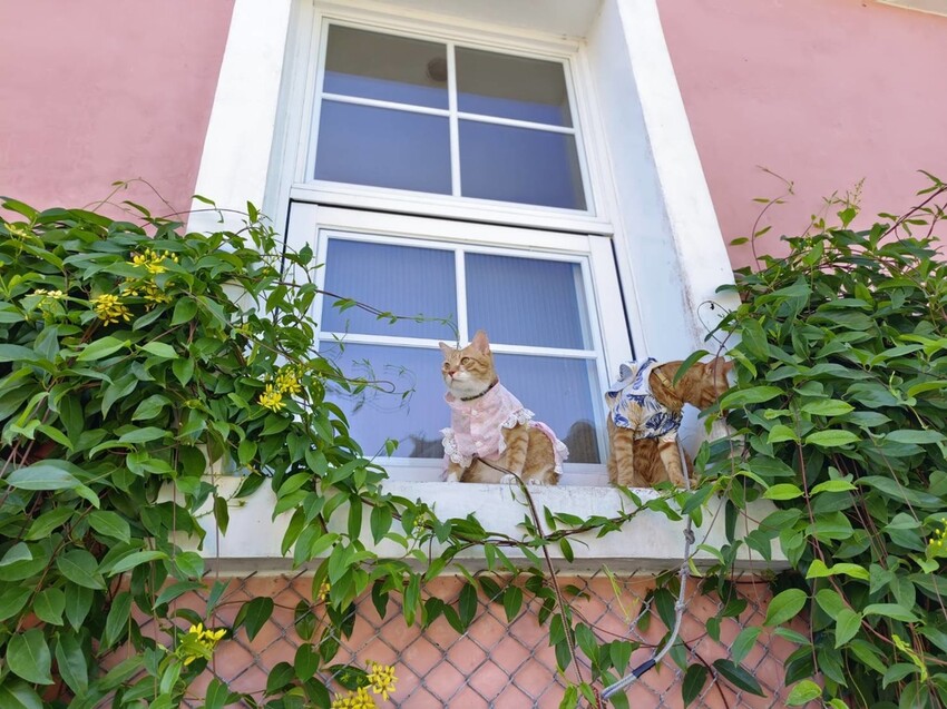 【花蓮.壽豐】蕾蜜兒花園民宿。寵物友善住宿一隻清潔費$100超佛心+近東華大學
