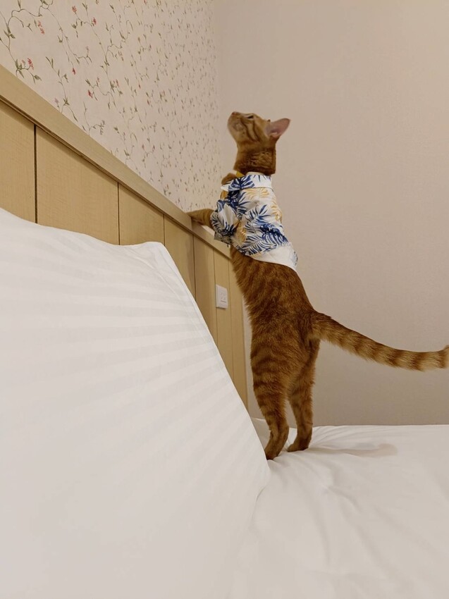 【花蓮.壽豐】蕾蜜兒花園民宿。寵物友善住宿一隻清潔費$100超佛心+近東華大學