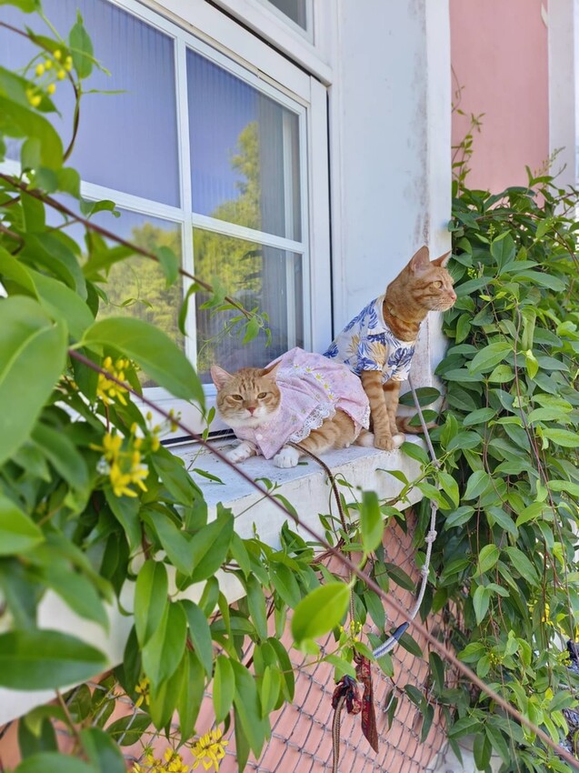 【花蓮.壽豐】蕾蜜兒花園民宿。寵物友善住宿一隻清潔費$100超佛心+近東華大學