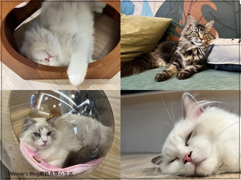 貓裡居(林口貓咪餐廳推薦+輕食+咖啡館+貓咪住宿) 19.jpg
