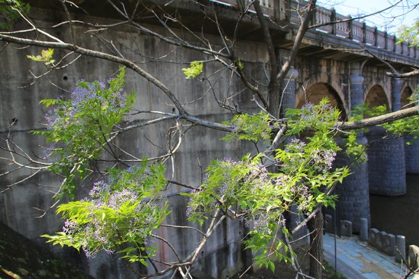 東安古橋：【新竹景點】關西牛欄河親水公園~東安古橋。攝影玩家秘境，觀覽歷史古蹟之美，輕遊漫步苦楝花樹下，河岸風光美不勝收