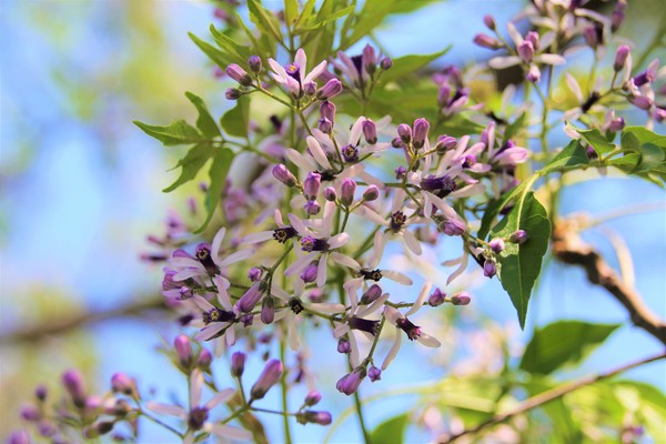 東安古橋：【新竹景點】關西牛欄河親水公園~東安古橋。攝影玩家秘境，觀覽歷史古蹟之美，輕遊漫步苦楝花樹下，河岸風光美不勝收