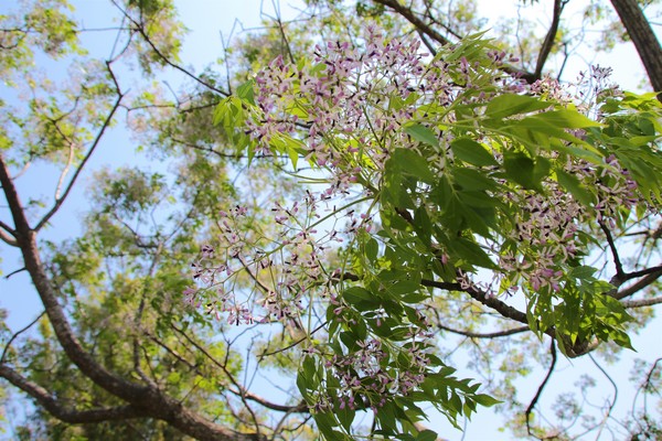 東安古橋：【新竹景點】關西牛欄河親水公園~東安古橋。攝影玩家秘境，觀覽歷史古蹟之美，輕遊漫步苦楝花樹下，河岸風光美不勝收