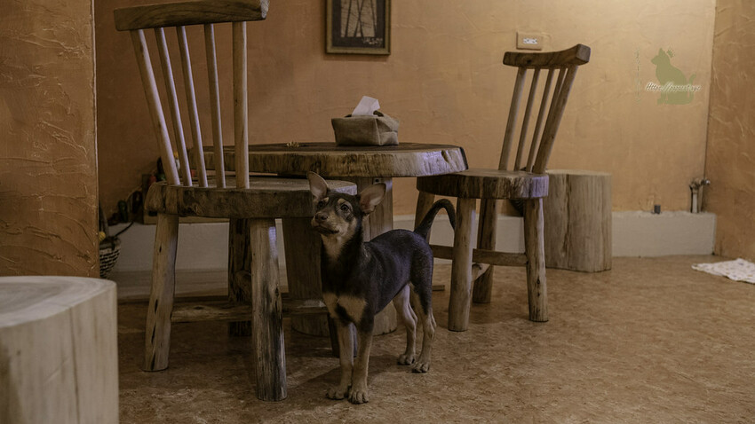 台中西區｜咖啡　Zulu café. Taiwan- 非洲風格咖啡館，帶有日系韻味