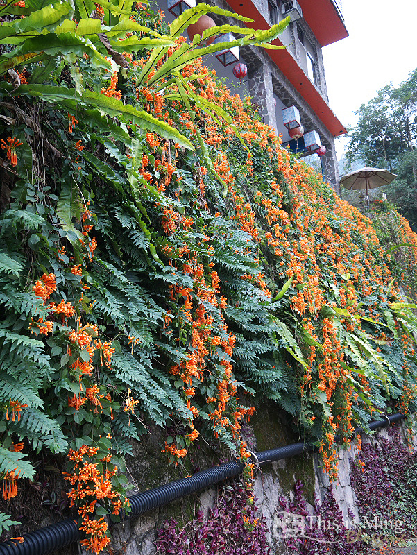 【新竹五峰│遊記】一代軍閥半生幽禁～「少帥」張學良的山居歲月