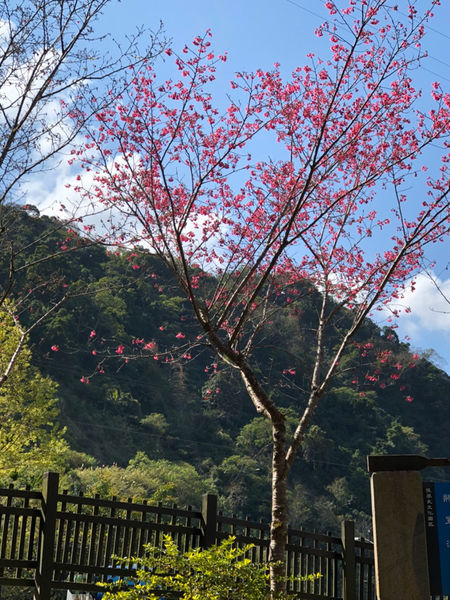 新竹五峰.張學良文化學居.將軍溫泉.三毛故居.賞櫻