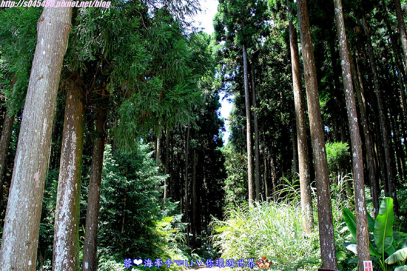 【新竹▍親子餐廳】山上人家森林農場ღ超級難抵達，雲端上的歐洲莊園~