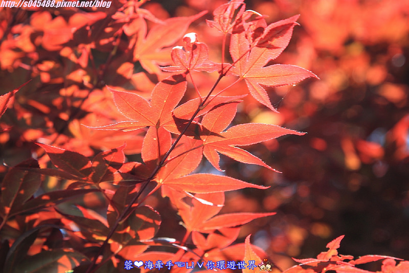 【新竹▍親子餐廳】山上人家森林農場ღ超級難抵達，雲端上的歐洲莊園~