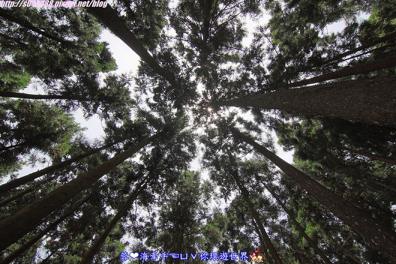 【新竹▍親子餐廳】山上人家森林農場ღ超級難抵達，雲端上的歐洲莊園~