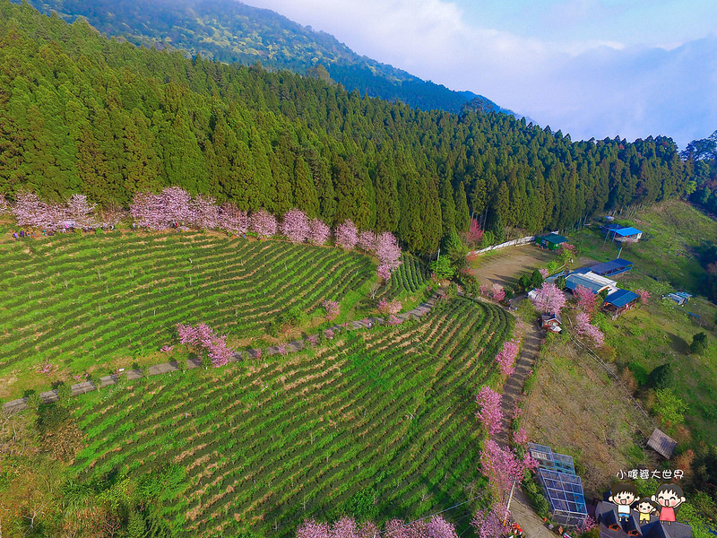 山上人家櫻花 006