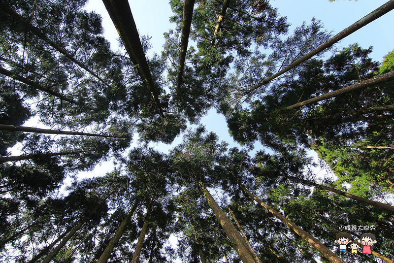 山上人家櫻花 099