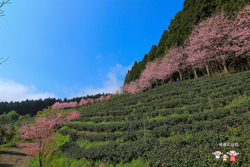 山上人家櫻花 051