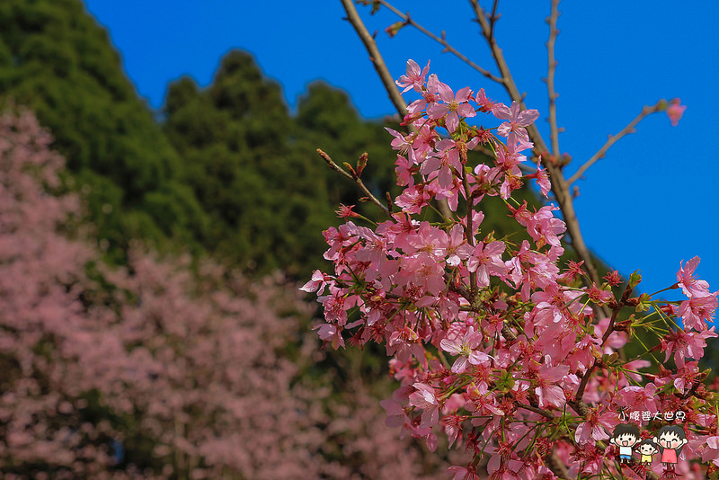 山上人家櫻花 045