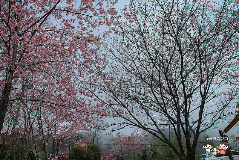 山上人家櫻花 109