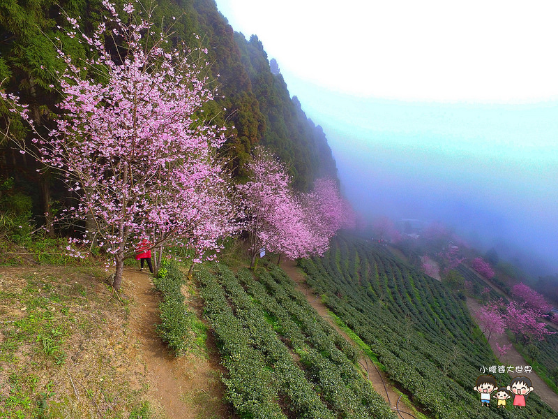 山上人家櫻花 015