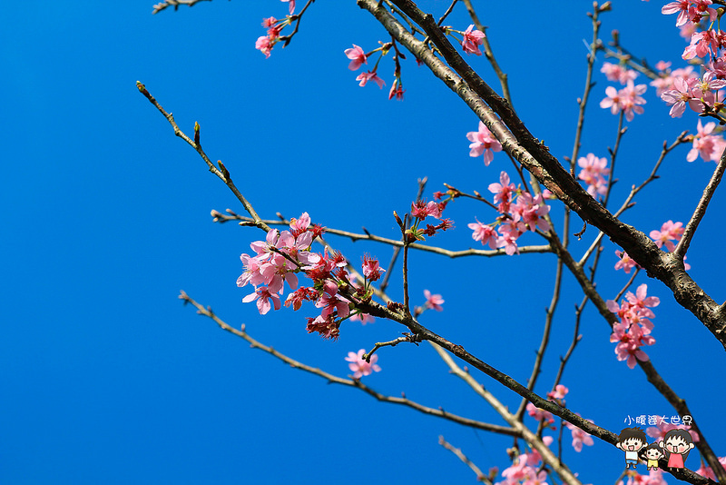 山上人家櫻花 047