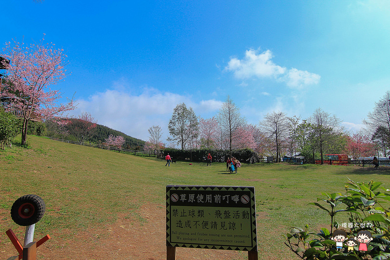 山上人家櫻花 082