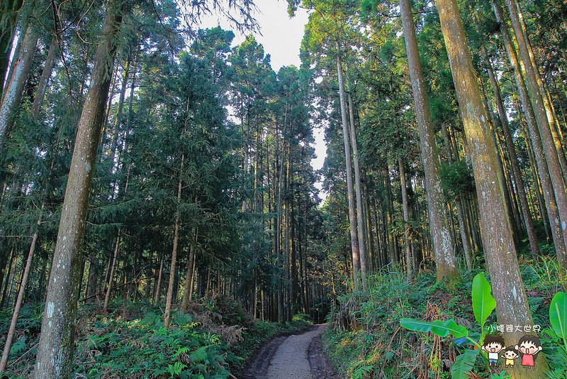 山上人家櫻花 032